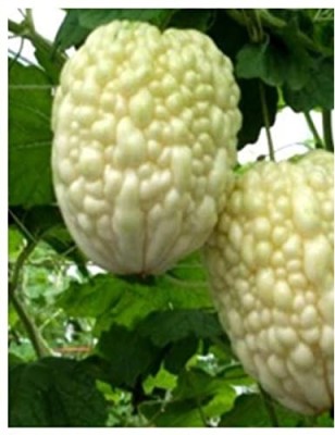 Qualtivate HUA-5A Bitter Gourd White Long High Yield Seed(50 per packet)