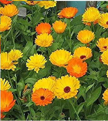 ibains Hybrid Zinnia/Jinnia mix color flower seeds for garden Seed(50 per packet)