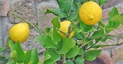 Aywal Lemon Seeds For Home Garden Seed(26 per packet)