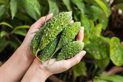 Paudhaa F1 BEST QUALITY BITTER GOURD SEEDS Seed(31 per packet)