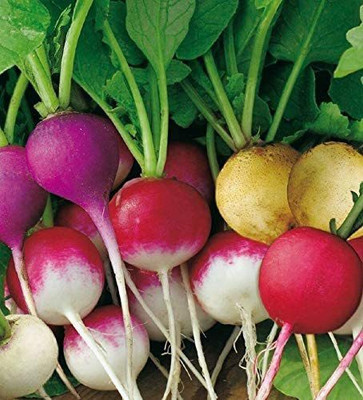 CYBEXIS Heirloom Seeds of Vegetable Radish Bright Lights1200 Seeds Seed(1200 per packet)