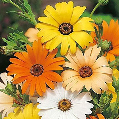 CYBEXIS African Daisy/Dimorphotheca Multi-Mix Color Flower Seeds Seed(50 per packet)