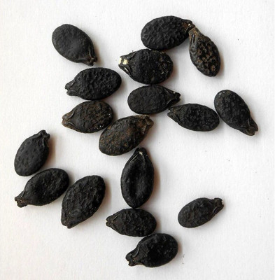 DIAMONDS Ridge Gourd ( Tori ) Hybrid Best Quality Seed(150 per packet)
