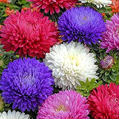KANAYA Aster ‘Mix’ F1 Hybrid Flower Seeds for All Season Seed(46 per packet)
