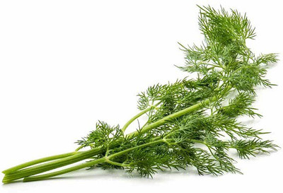 CYBEXIS FENNEL 700 Seeds Seed(700 per packet)