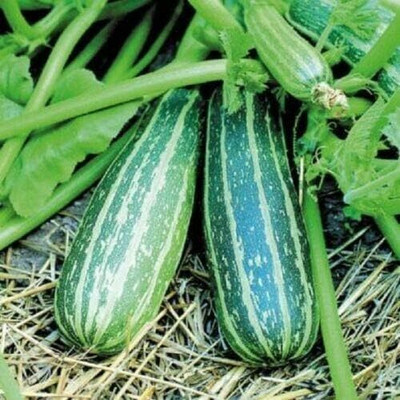KNESSiN XI-67 Courgette Marrow Zucchini Seed(30 per packet)