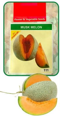 CYBEXIS TLX-75 - Muskmelon hybrid Vegetable - (1350 Seeds) Seed(1350 per packet)