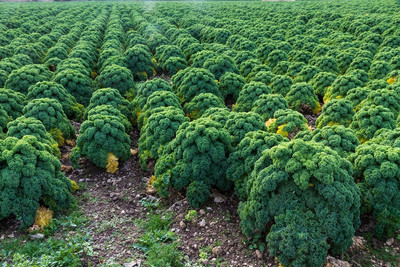 WILLVINE PAU -I Kale Blue Scotch Curled Seeds [5g] Seed(1500 per packet)