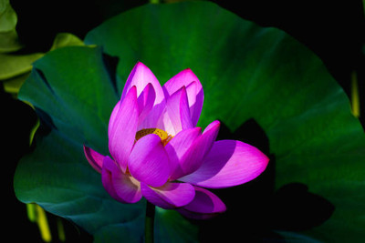 Sri chakra Lotus Seed(10 per packet)