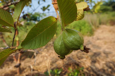 Aywal Taiwan Guava Hybrid Seed(45 per packet)