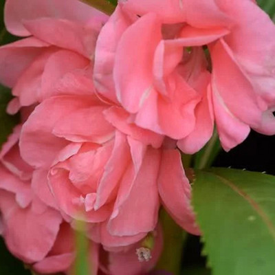 SeeGreen Hybrid Balsam flower seeds for home garden Dopati Flower Highgermination_13 Seed(13 per packet)