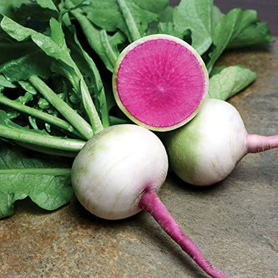 CYBEXIS LX-47 - Starburst Hybrid Radish - (750 Seeds) Seed(750 per packet)