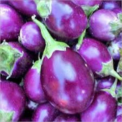 LPR BRINJAL SEEDS Seed(20 per packet)