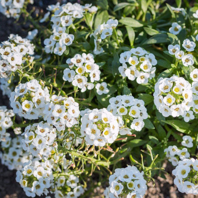 VibeX Sweet Alyssum Mixed Color F1 Hybrid Seeds(120 Seeds) Seed(120 per packet)