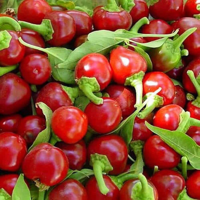 ibains Small chilli seeds Seed(340 per packet)