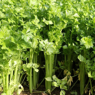 CYBEXIS Organic Celery Seeds for Garden Courtyard700 Seeds Seed(700 per packet)