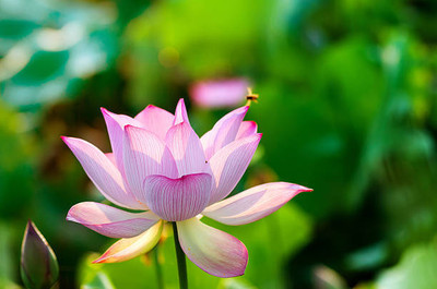 AAKASH lotus,kamal gatta Seed(10 per packet)