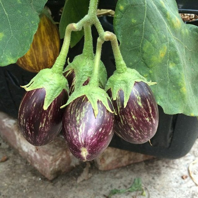 CEZIUS Easy Growing Brinjal vegetable eggplant-a13E Seed(450 per packet)