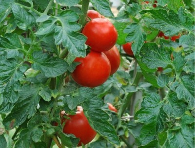Arshiayat Hybrid Tomato Seeds Seed(49 per packet)