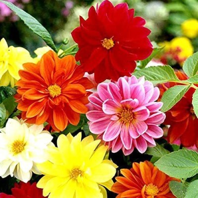 CYBEXIS Dahlia Unwins Dwarf Mix Double Flower Mix Around Red yellow white pink small Seed(50 per packet)