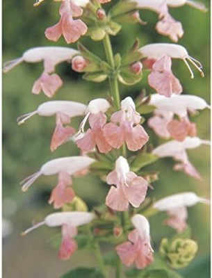 Qualtivate GBPT-5A Summer Jewel Pink Salvia Sage Seeds Seed(100 per packet)