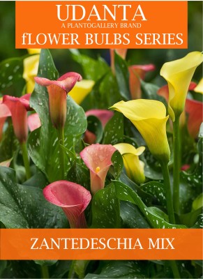 Udanta Calla Lily Imported Flower Bulbs - Set Of 4pcs (Multicolor) Seed(4 per packet)