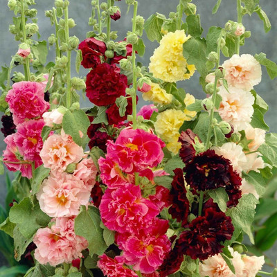 Lorvox Hollyhock Flower Seed(28 per packet)