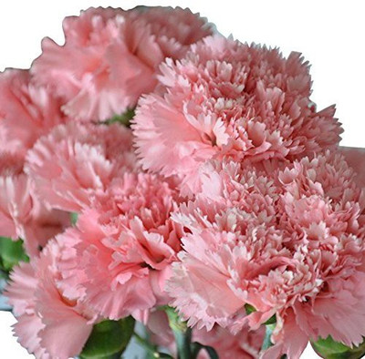 CYBEXIS Garden :Carnation Gaint Chaubad Seed(50 per packet)
