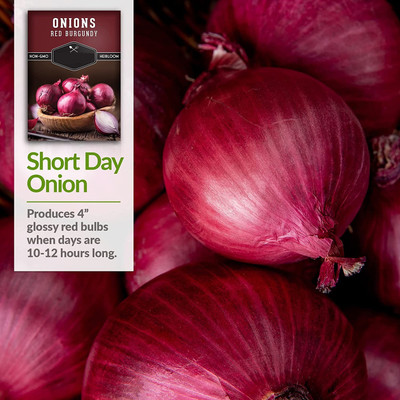 WILLVINE VXI-124 Burgundy Onion Seeds-2000 Seed(2000 per packet)