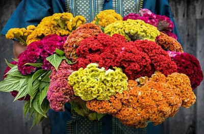 Avysa Cockscomb-(Celosia Cristata Nana) Seed(10 per packet)