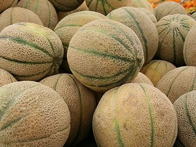 Aro Muskmelon, Kharbuja Seed(160 per packet)