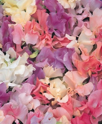 LASMA Fragrant Heirloom Sweet Pea Mixture Seed(20 per packet)