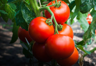 JDM Store tomato Seed(55 per packet)
