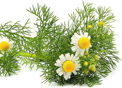 CYBEXIS XL-97 - Chamomile German - (2250 Seeds) Seed(2250 per packet)