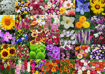 Agnico Agnico 35 Variety Of Flower Seeds Combo Pack With Instruction Manual.… Seed(35 per packet)