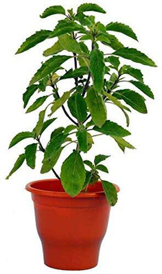 LPR TULSI, BASIL SEEDS Seed(100 per packet)