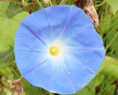 CEYA Ipomoea hederacea Seed(40 per packet)