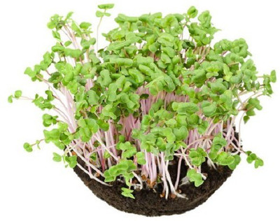 CYBEXIS RADISH PINK MICROGREEN SEEDS-100 Seeds Seed(100 per packet)
