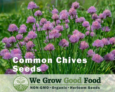 KNESSiN Open-Pollinated Common Chives Vegetable Seeds For Gardening-(2400 Seeds) Seed(2400 per packet)