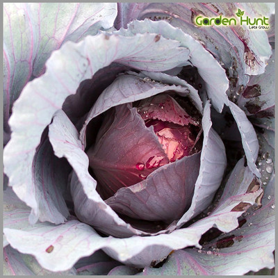 WILLVINE GBPUT -XIII Vegetable Seeds |Red Cabbage [50g] Seed(15000 per packet)