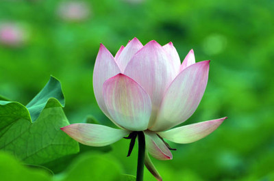 VKT lotus,kamal gatta Seed(15 per packet)