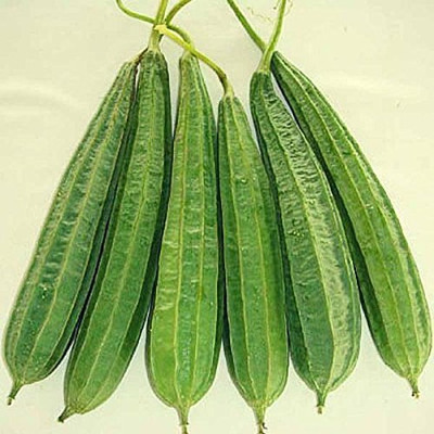PADMAVATHI ENTERPRISES Ridge Gourd Seed(25 per packet)