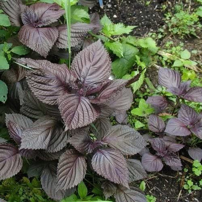 CYBEXIS LXI-5 - Wild Basil Beefsteak (Perilla) - (250 Seeds) Seed(250 per packet)
