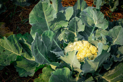 DIVINE white cauliflower,gobhee seeds Seed(40 per packet)
