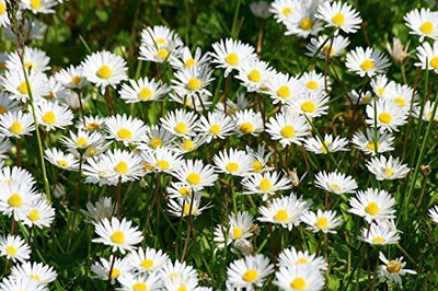 CYBEXIS XL-12 - Common Daisy Flower - (60 Seeds) Seed(60 per packet)