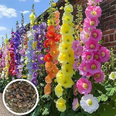 SEMINA VITA f1 hollyhok flower seeds Seed(57 per packet)