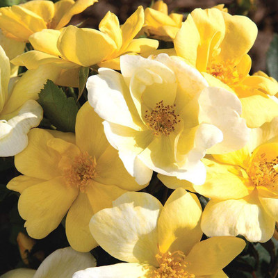 VibeX ® VXI-233 Yellow Rose Easy to Grow Seeds Seed(50 per packet)