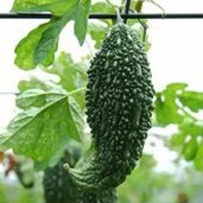 PLANTORISH Bitter Gourd Seeds, F1 Organic Seed for Gardening & Farming,Korola Seed(20 per packet)