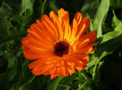Lippy Organic Calendula Flower (Pot Marigold) Seed(100 per packet)