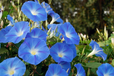 CEYA Ipomoea Flower Seed(40 per packet)